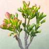 Crassula ovata Variegated 'ET's Fingers' Jade