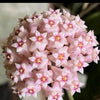 Hoya Parasitica 'Splash'