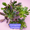 Aeonium Variety Pack