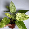 Variegated Philodendron Giganteum (Blizzard)