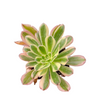 Aeonium arboreum 'Luteovariegatum' Variegated