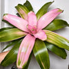 Neoregelia 'sexy pink'