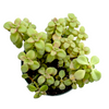 Plectranthus socotranus