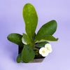Crown of Thorns - Euphorbia milii