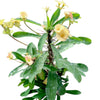 Crown of Thorns - Euphorbia milii