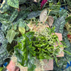 Spooky Mystery Bundle Box - 3 Spooky Plants
