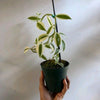 Outer Variegated Vanilla Orchid
