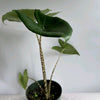 Alocasia Zebrina Reticulata