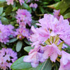 40 CAROLINA RHODODENDRON Carolinianum Dwarf Azalea Pink Purple Flower Shrub Seeds