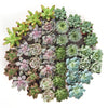 Rosette Succulent Collection