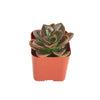 Echeveria 'Melaco'