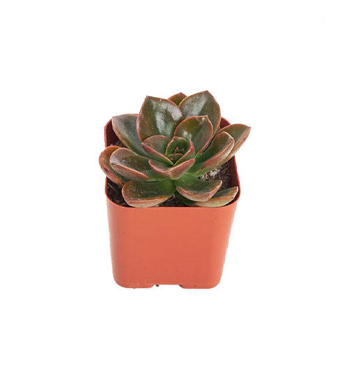 Echeveria 'Melaco'