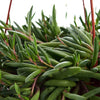Othonna Capensis 'Ruby Necklace'