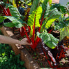 300 RHUBARB RED SWISS CHARD Perpetual Spinach Beta Vulgaris Vegetable Seeds