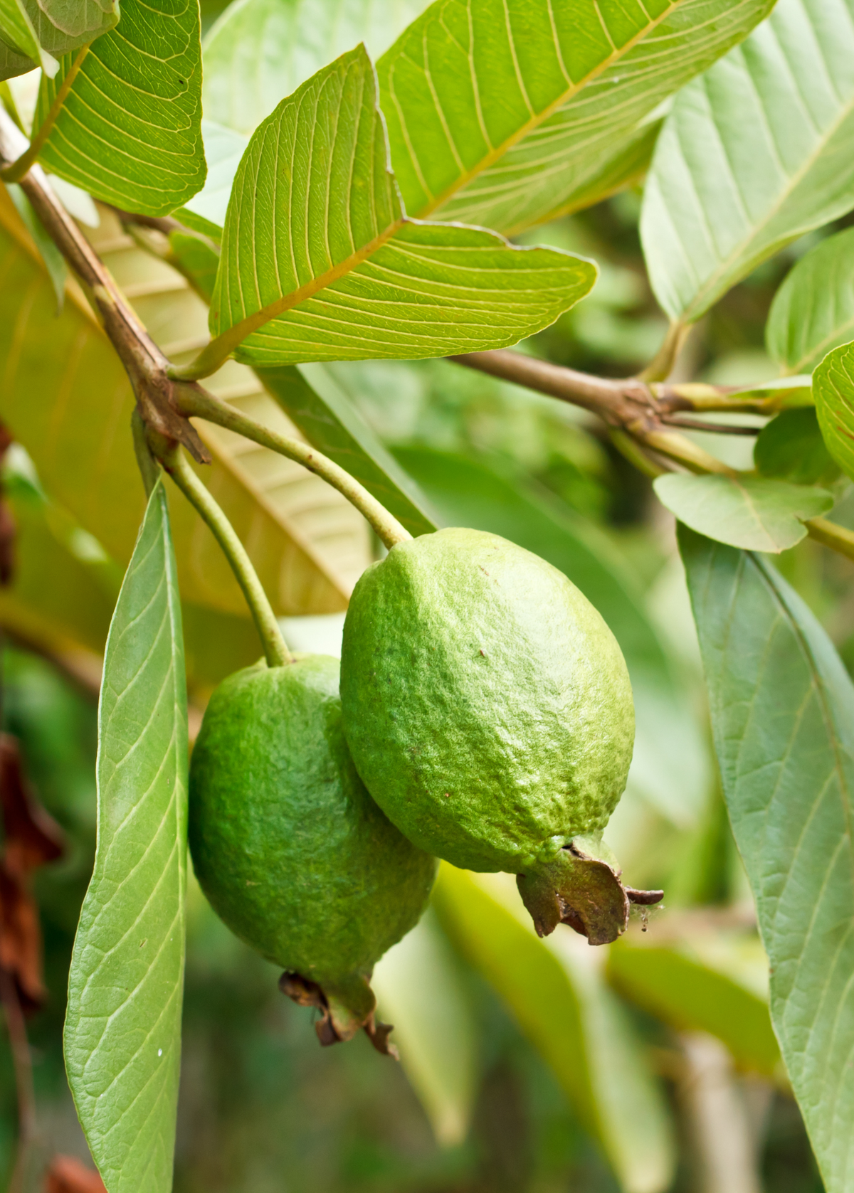 Guava 'Ruby Supreme' (Psidium guajava) – The Plant Seed