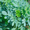 Rue (Ruta graveolens)