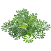 Rue (Ruta graveolens)