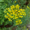 Rue (Ruta graveolens)