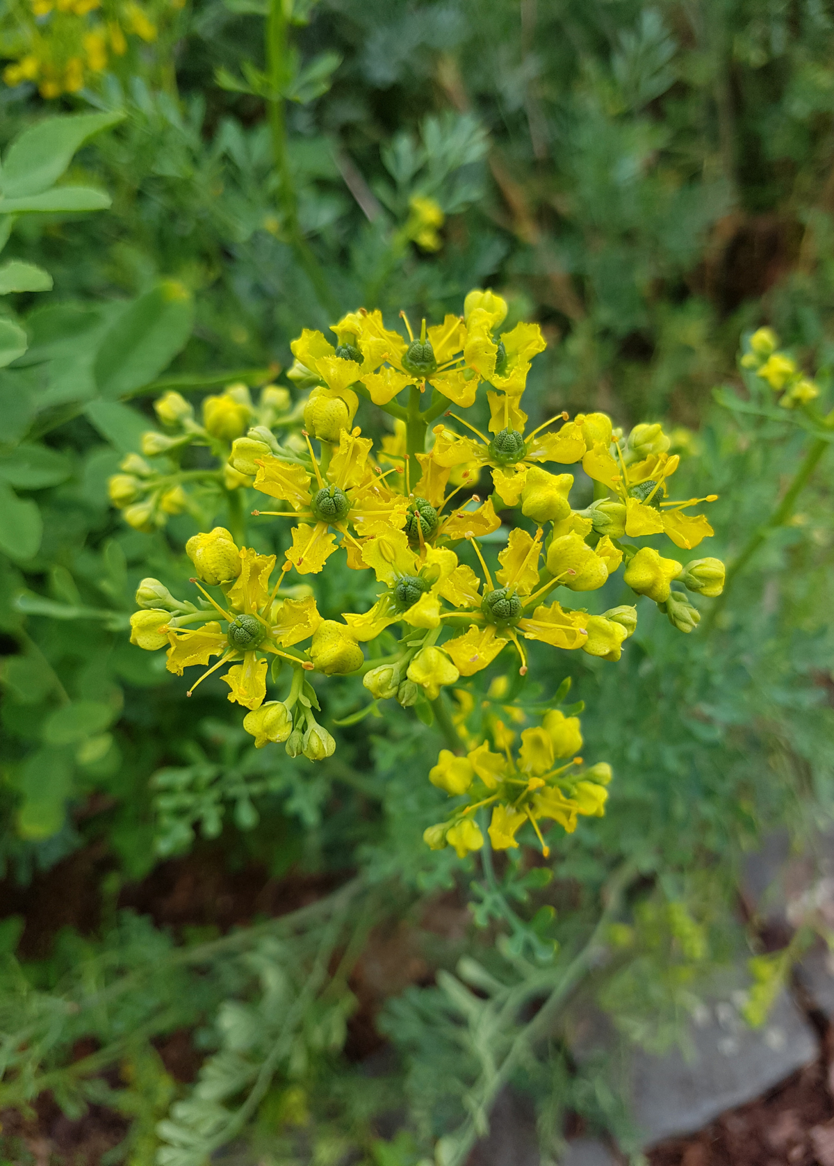Diy Projects Using Rue Ruta Rue (Ruta graveolens) – The Plant Seed