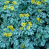 Rue (Ruta graveolens)