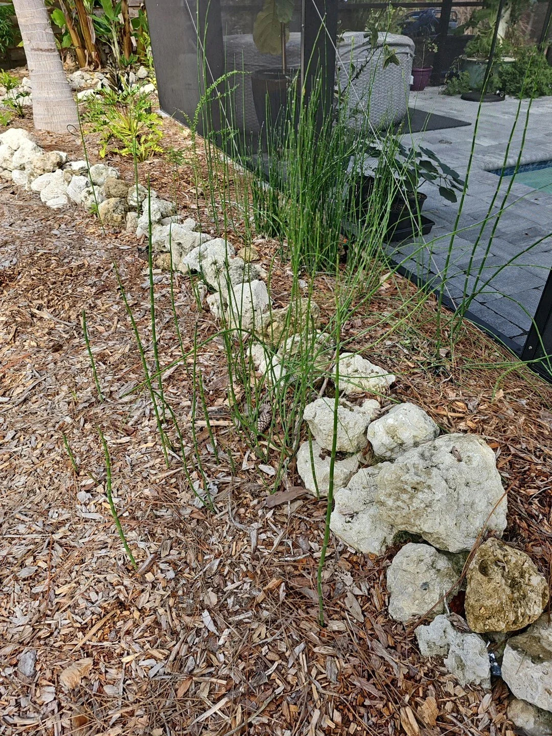 Water Horsetail Live Plant 4 pc Root Equisetum Fluviatile for Aquascape Aquarium Koi