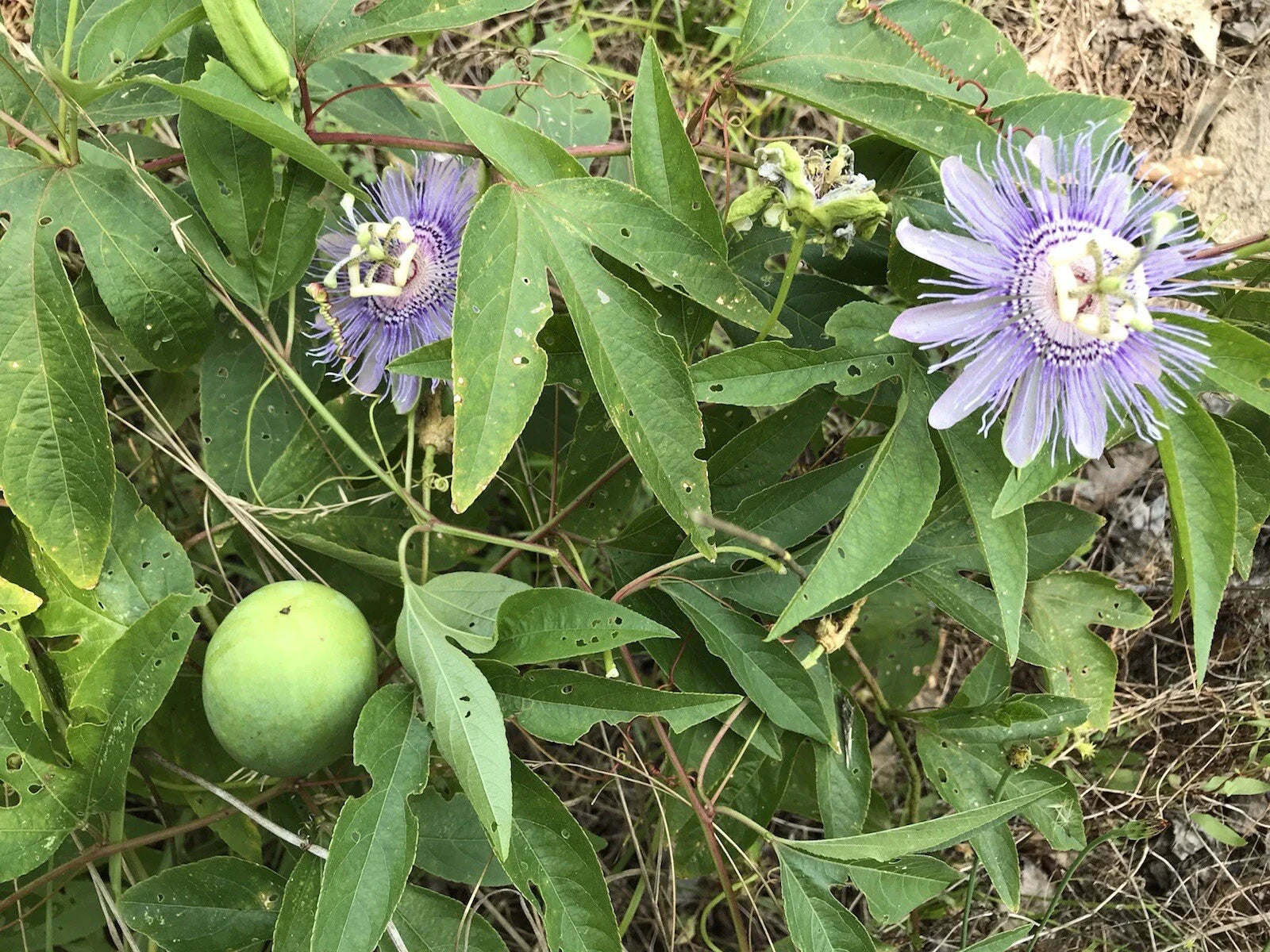 Passion Flower Vine Live Plant - Purple Lavender Passiflora May Pop Edible Fruit - Bare Root, Freshly Harvested