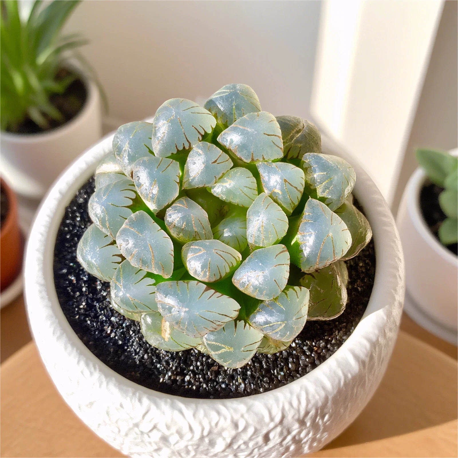 Rare Succulent Plant - 2.4" Haworthia Cooperi Ice Lantern - Bare Root Soilless Potting, Unique Variety for Home & Office Decor