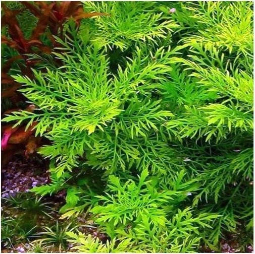 Water Wisteria Stems 7-Pack - Easy Aquarium Pond Plant - Hygrophila Difformis - Lush Green Aquatic Foliage