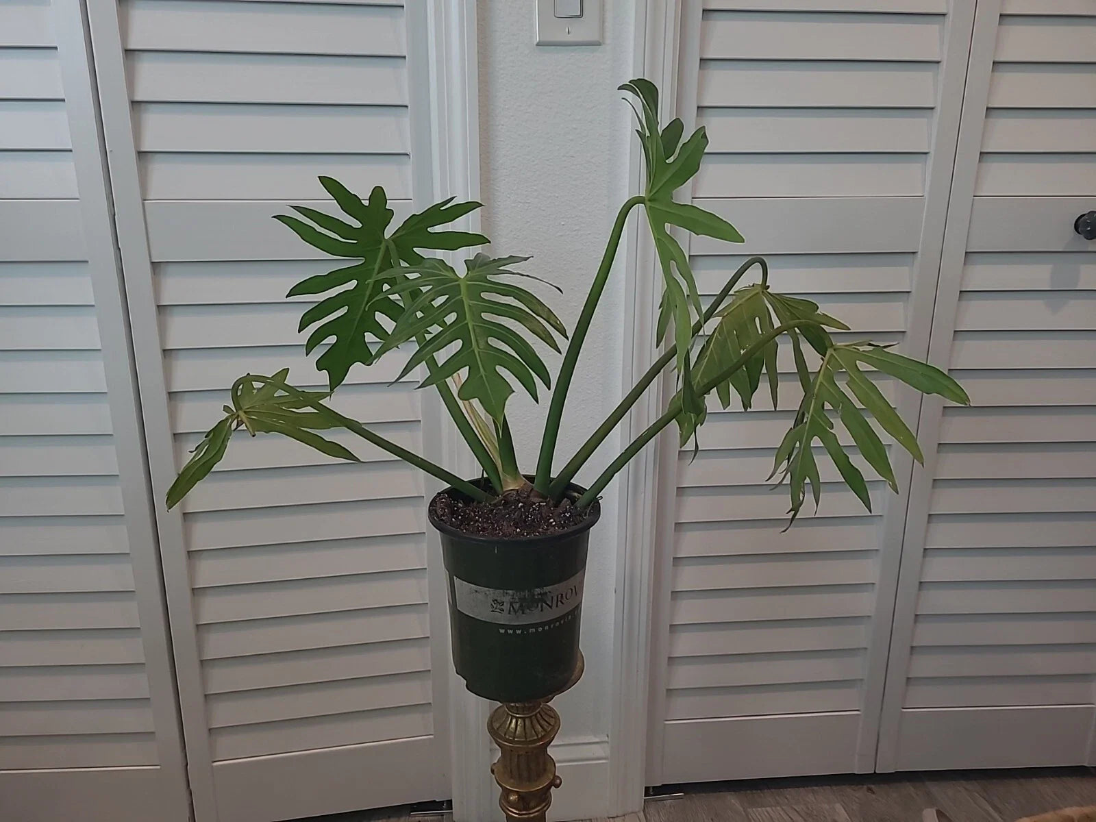 XL Mature Philodendron Radiatum Plant in 6.5" Pot - Large Tropical Houseplant for Indoor Decor, Easy Care