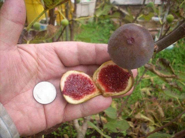 Fig Tree Cuttings, 6 Pieces, Col de Dame Grise, Healthy and Hardy, Ficus carica