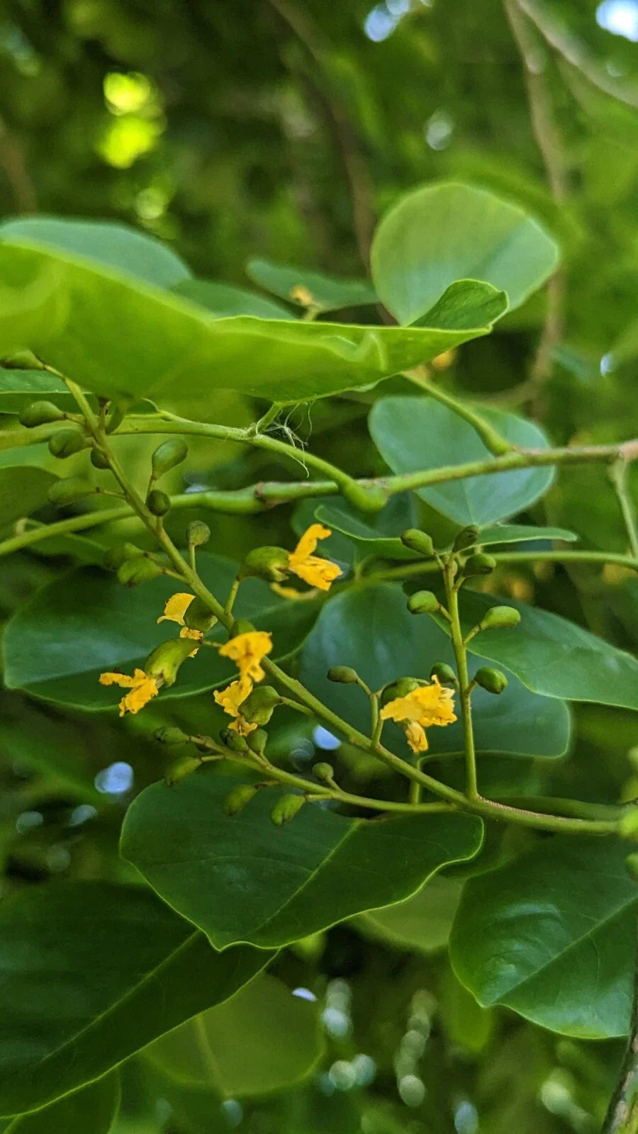 Live Tree Seedlings - Pterocarpus Indicus - Tropical Hardwood Plant - Eco-Friendly Gardening