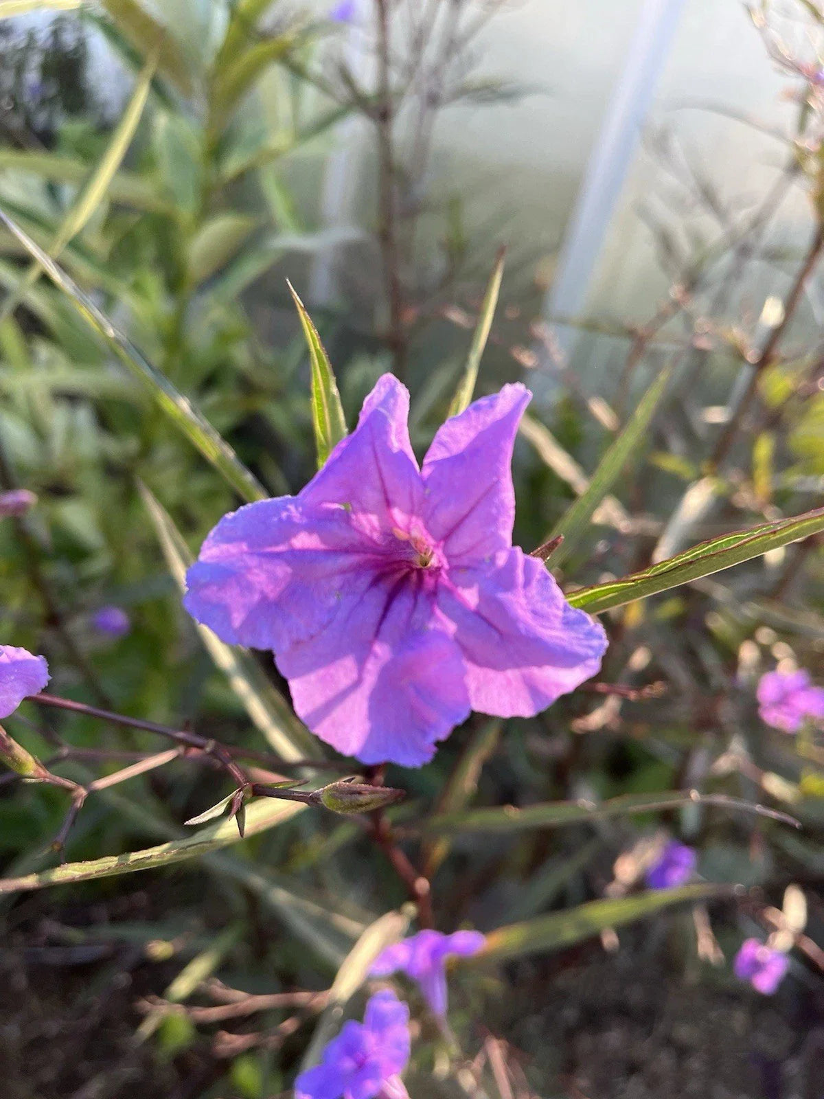Flowering Mexican Petunia Cuttings - 12 Unrooted Stems - Ruellia simplex - Easy to Grow, Hardy Garden Plants