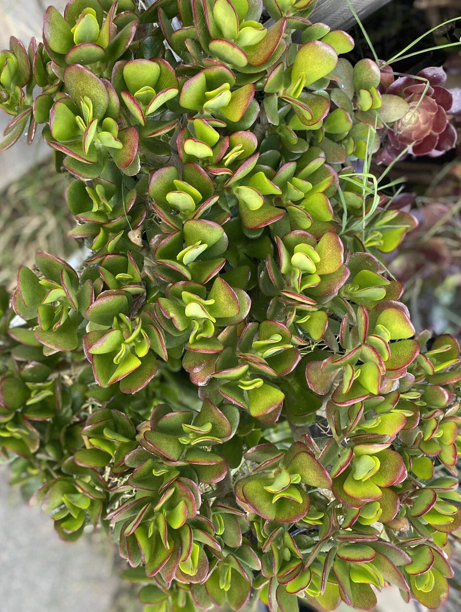 Jade Plant Cuttings 5 Pack 3-5" Crassula ovata Succulent Green Indoor Plant