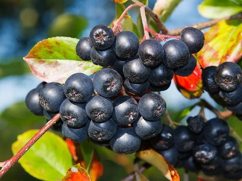 Live Tree Seedling for Planting - 1 Gallon - Green - No Ship to California - (Various Species)