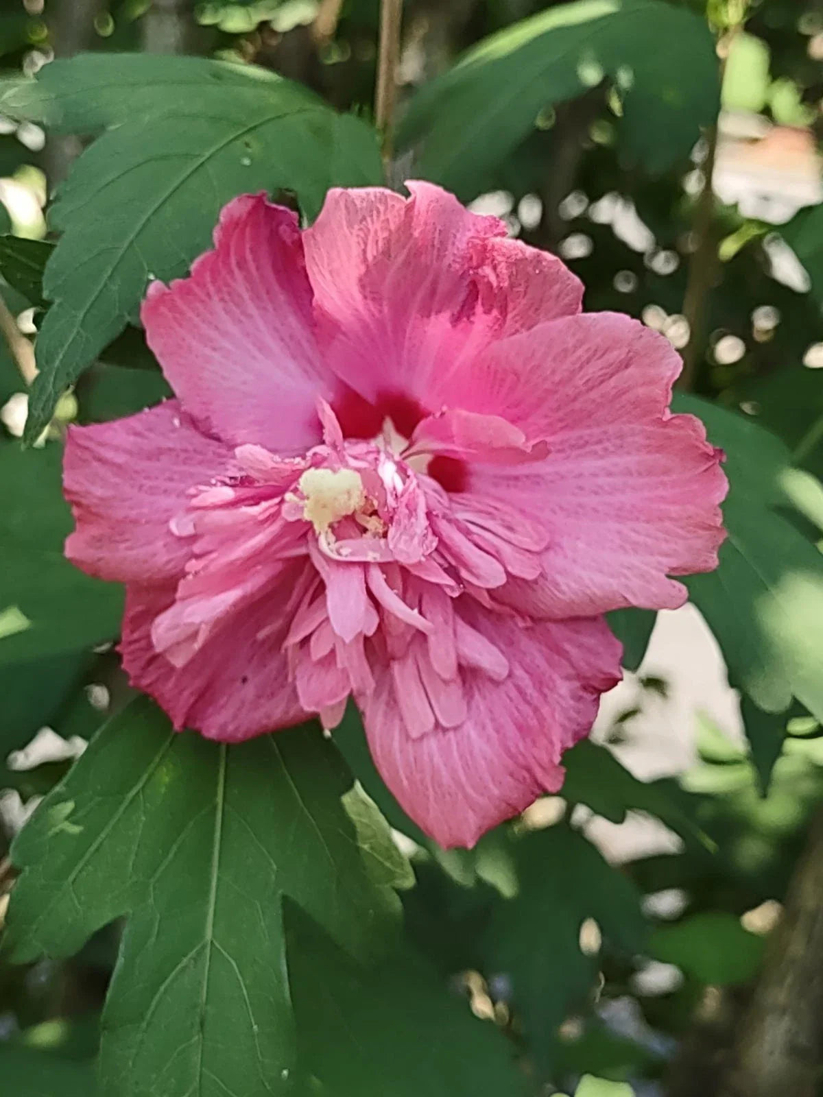 Rose of Sharon Cuttings - Unrooted Double Pink Flowers - Hibiscus syriacus
