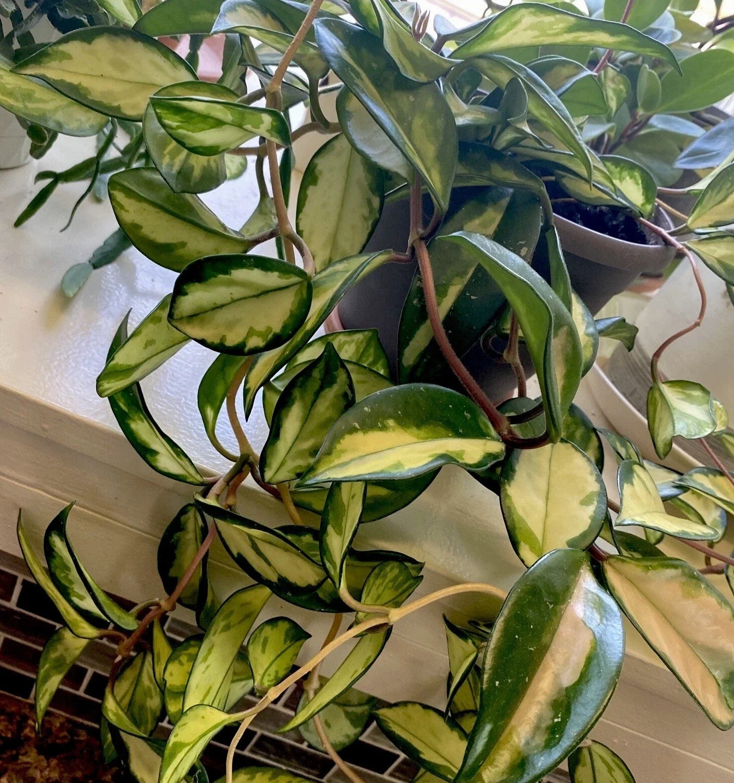 Hoya Krimson Princess Cuttings - 3 Inch Unrooted Stem Cuttings - Succulent Houseplant (Hoya carnosa)