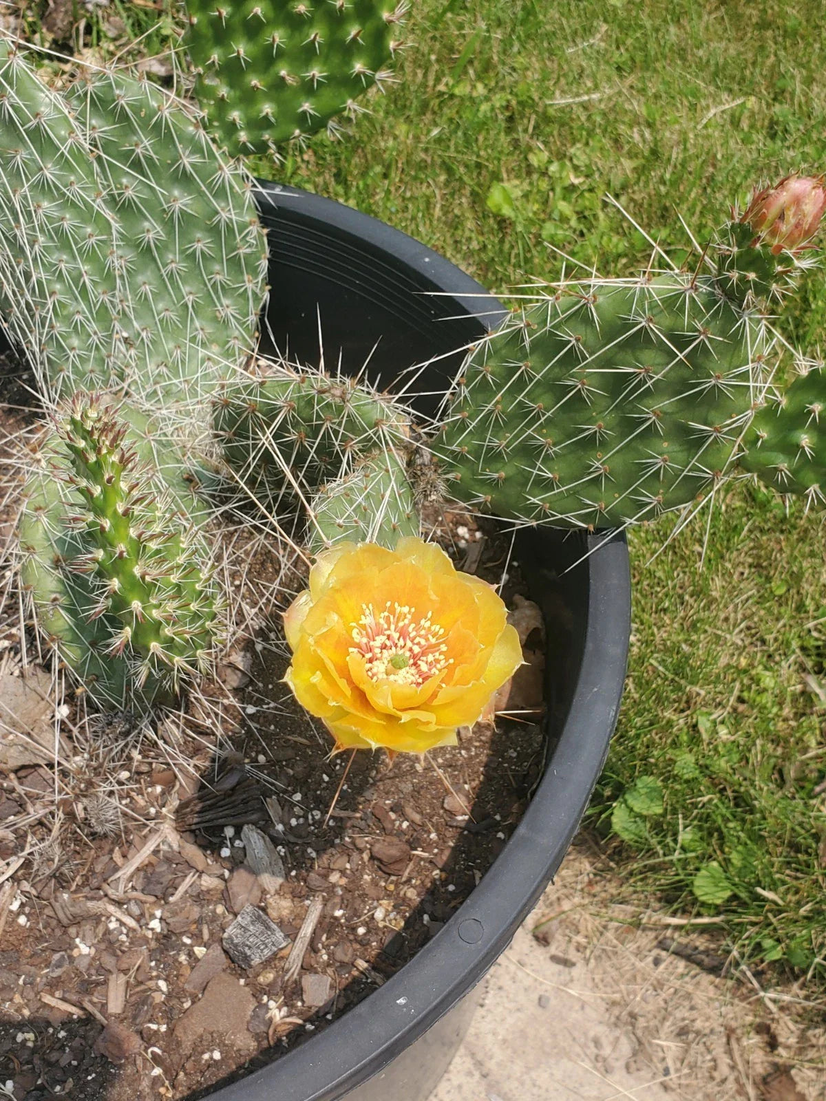 Cold Hardy Cactus Cuttings - Live Opuntia Cactus Plant - Drought-Tolerant Succulent for Gardens