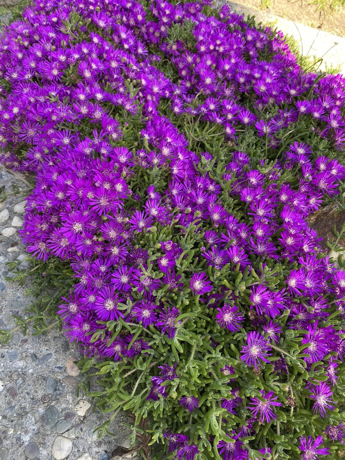Creeping Ice Plant Cuttings 10 Pack Purple Pink Ground Cover RARE Cactus Succulent (Delosperma cooperi)