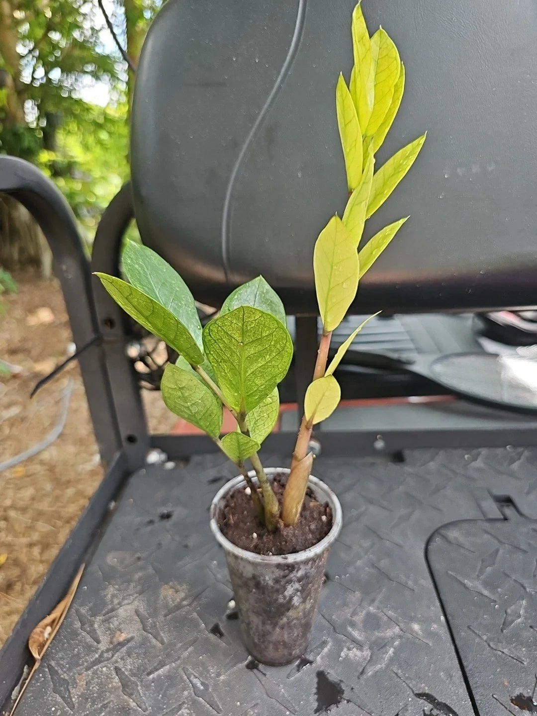 ZZ Plant Chameleon Variegated in 3" Pot - Zamioculcas zamiifolia, Rooted Houseplant, Indoor Decor, Low Light Tolerant