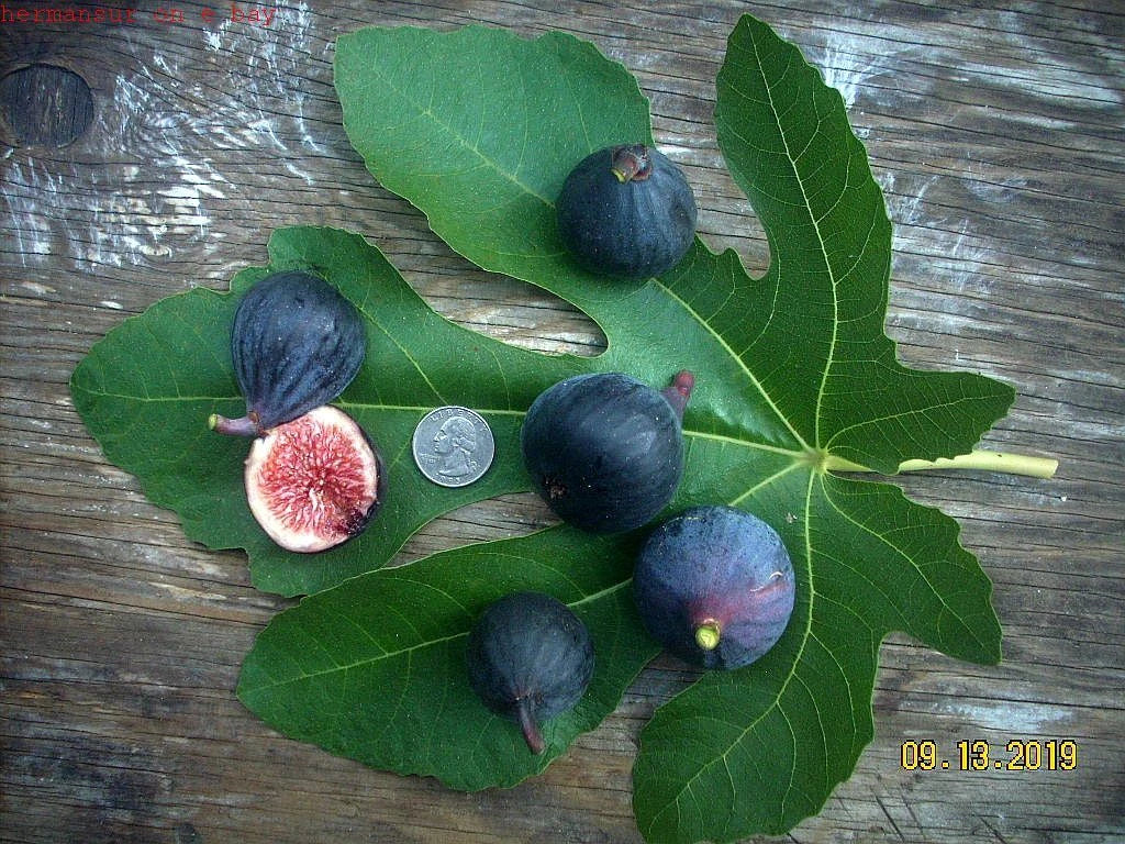 Euphorbia Decaryi Plant - Unique Succulent Variety for Home Decor - Drought-Tolerant Indoor/Outdoor Plant