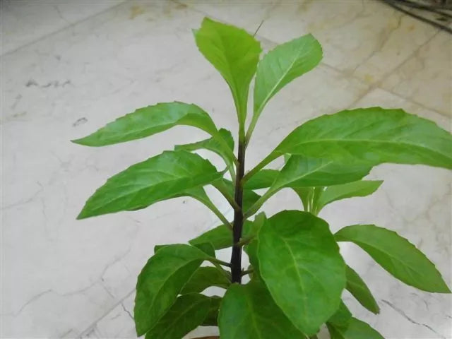 Longevity Spinach Starter Plant - Pesticide-Free Gynura Procumbens