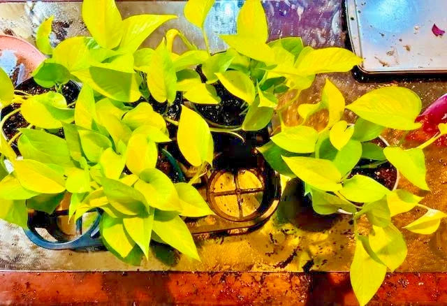 Neon Pothos Plant in 6 Inch Hanging Basket, Trailing Houseplant, Epipremnum aureum, Indoor Greenery, Easy Care