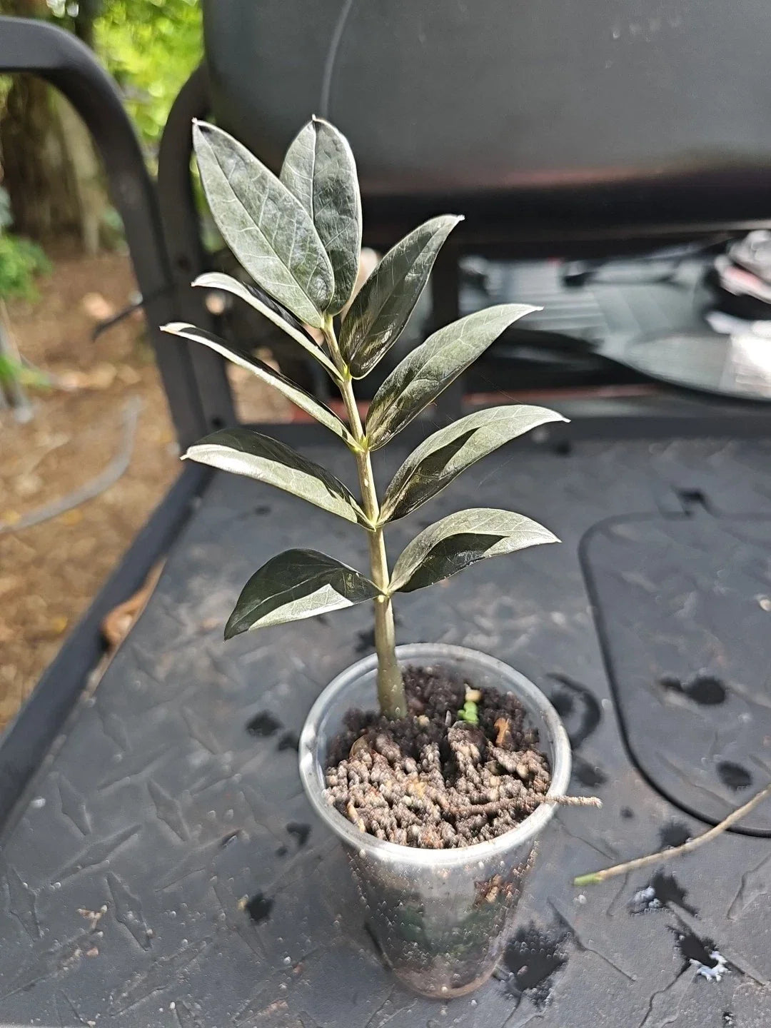 ZZ Plant 3 Inch Pot Black Raven Zamiifolia Fully Rooted Zamioculcas