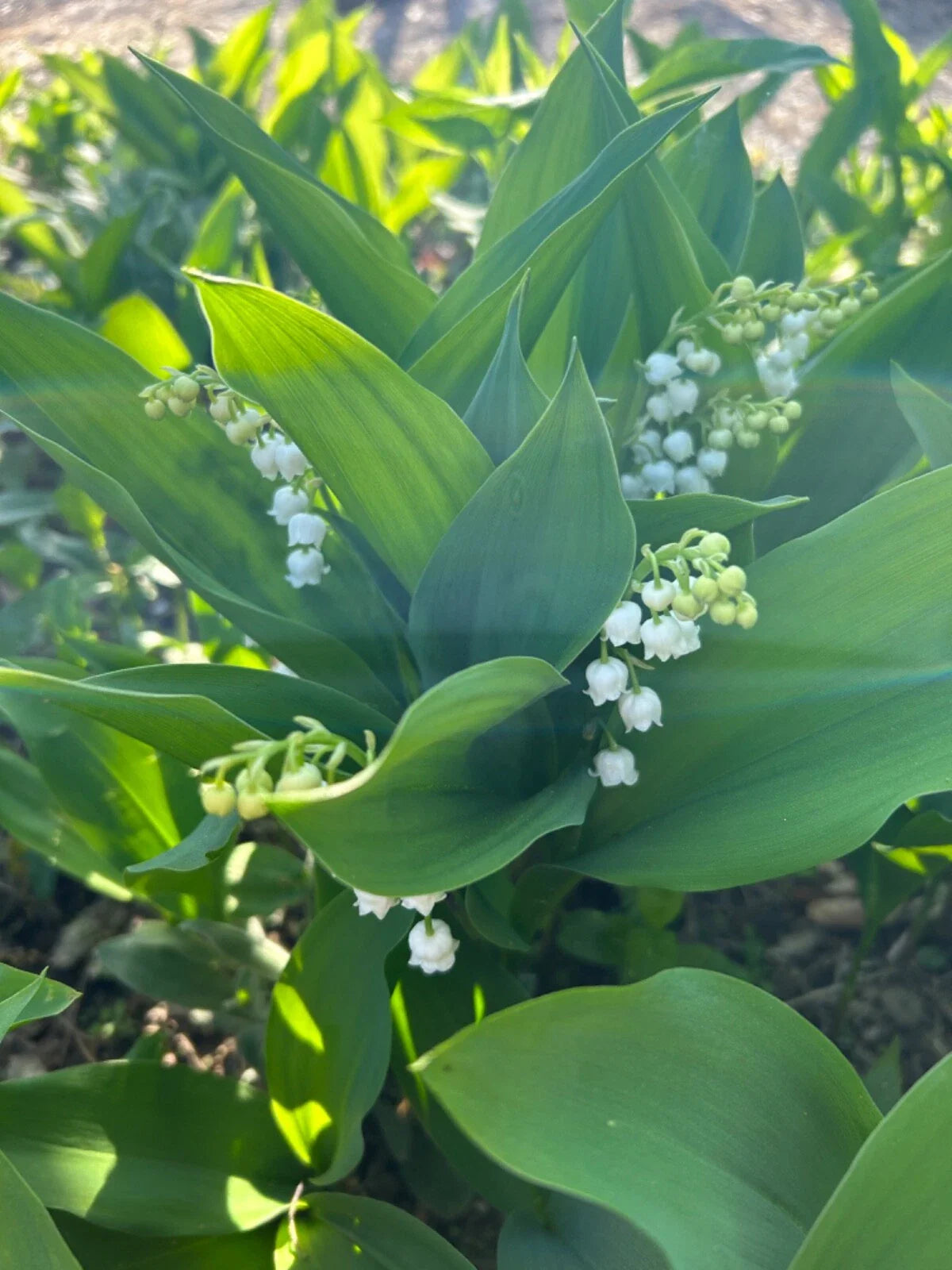 Lilly of the Valley Bare Root Perennial Flowering Plant - Convallaria majalis - Live Garden Plant (10 Pack)