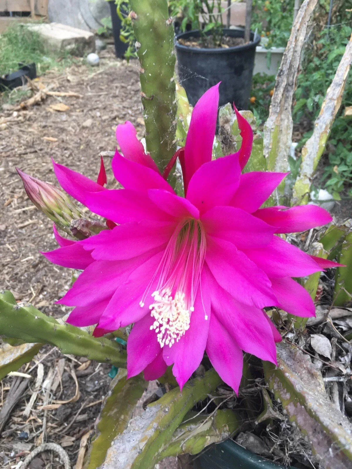 Epiphyllum Orchid Cactus Cuttings - Mixed Color Lily Voodoo Flowers - Air Plant Z