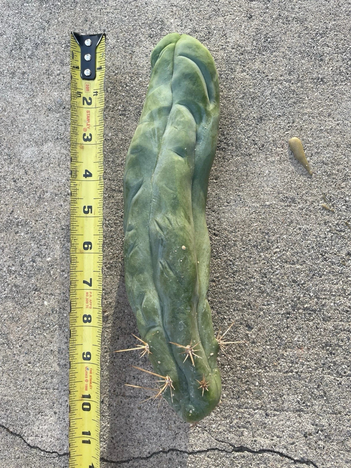 Dragon Cactus Plant - Bruce's Variety - Unique Indoor Succulent - (Selenicereus)