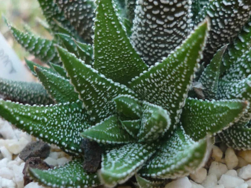 Haworthia Attenuata Radula Potted Plant - 4" Diameter Succulent, Green Variegated Aloe, Indoor Houseplant