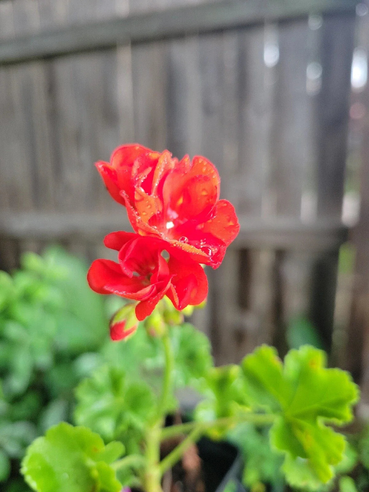 Organic Red Geranium Live Plants - 2 Inch Pot - Pelargonium hortorum - Full Plant, Not Cutting
