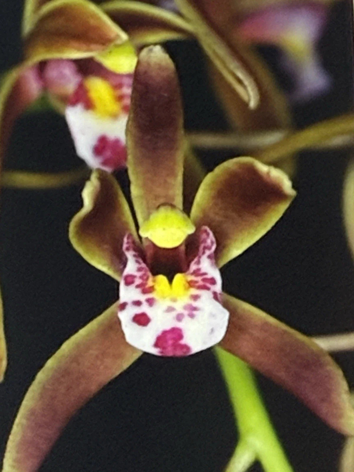 Orchid Plant Bare Root Bulb Cymbidium Darjeeling - Exotic Flowering Houseplant for Home Décor