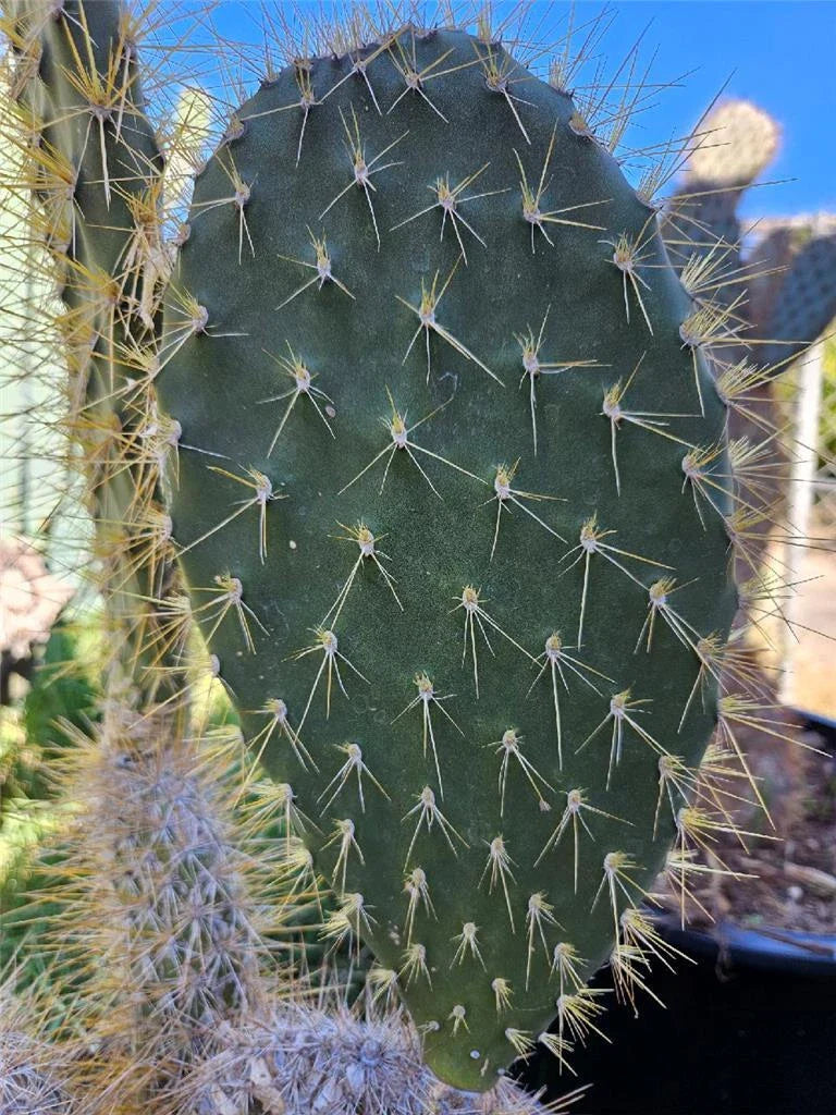 Opuntia Megasperma Var. Mesophytica Pad Cutting - Galapagos Prickly Pear Cactus for Planting and Propagation